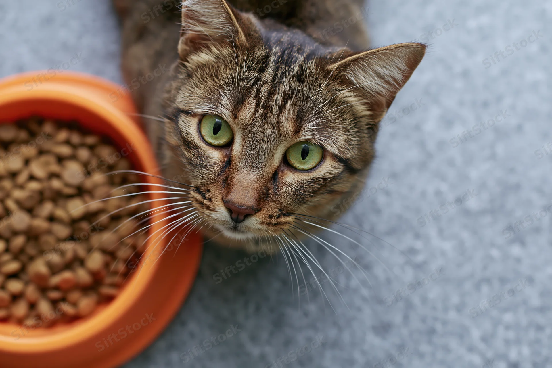 Tabby cat with bright green eyes looking up at the camera beside an orange food bowl on gray carpet