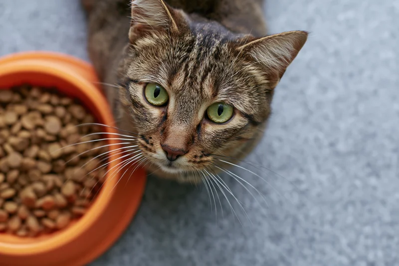 Tabby cat with bright green eyes looking up at the camera beside an orange food bowl on gray carpet