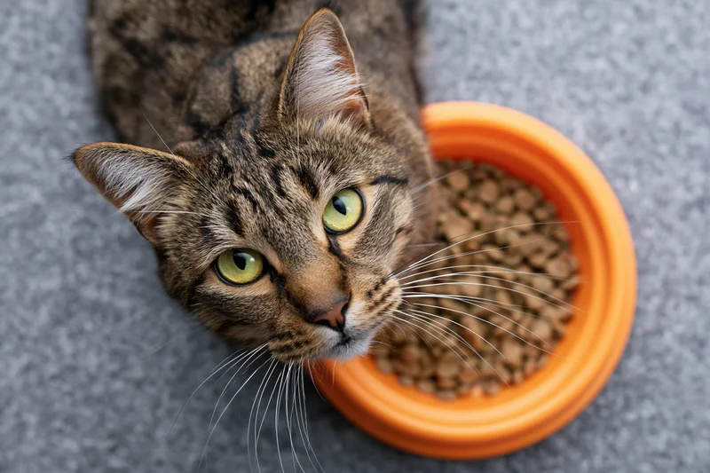 Tabby cat with bright green eyes looking up beside an orange food bowl on gray carpet
