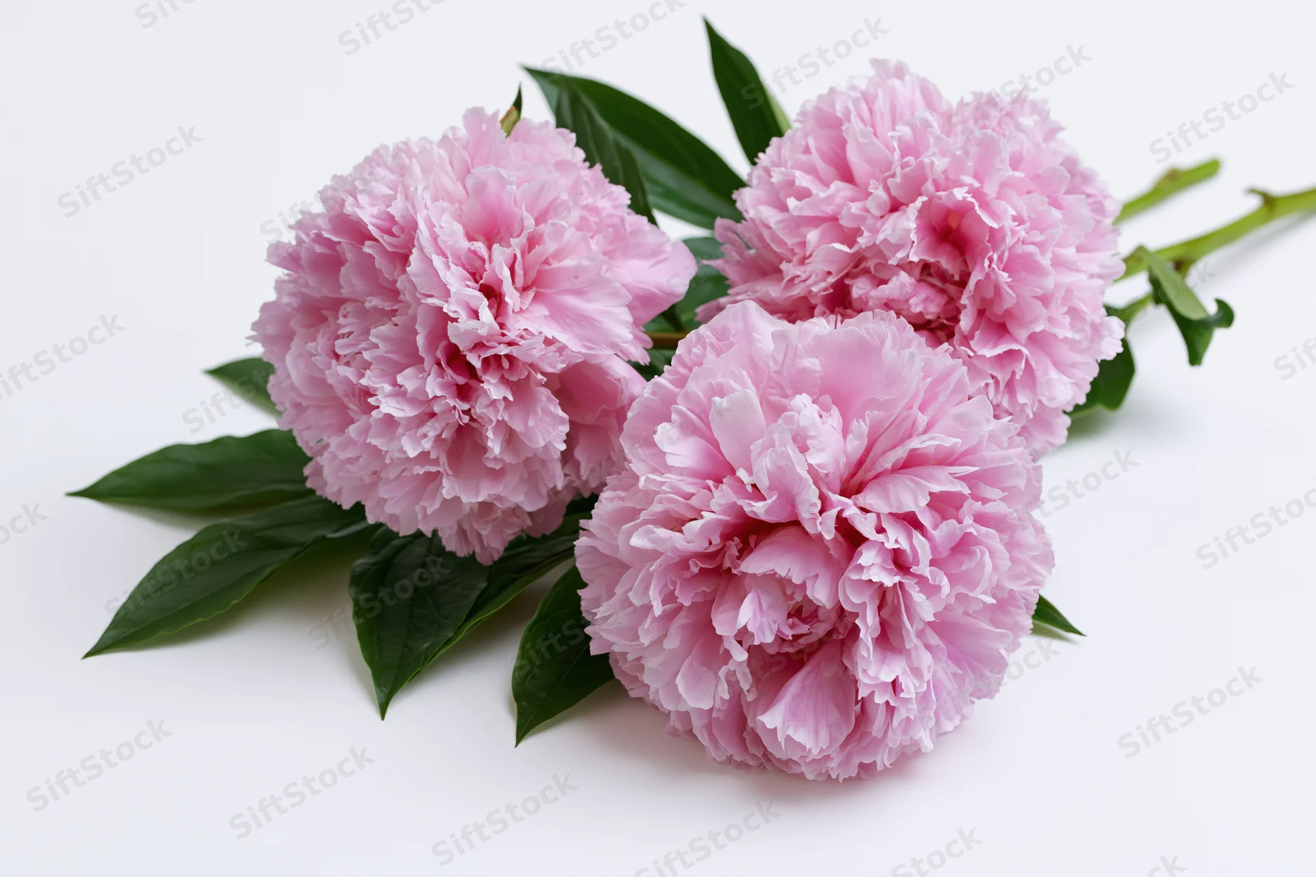 Three pink peony blooms with green leaves arranged on a white background