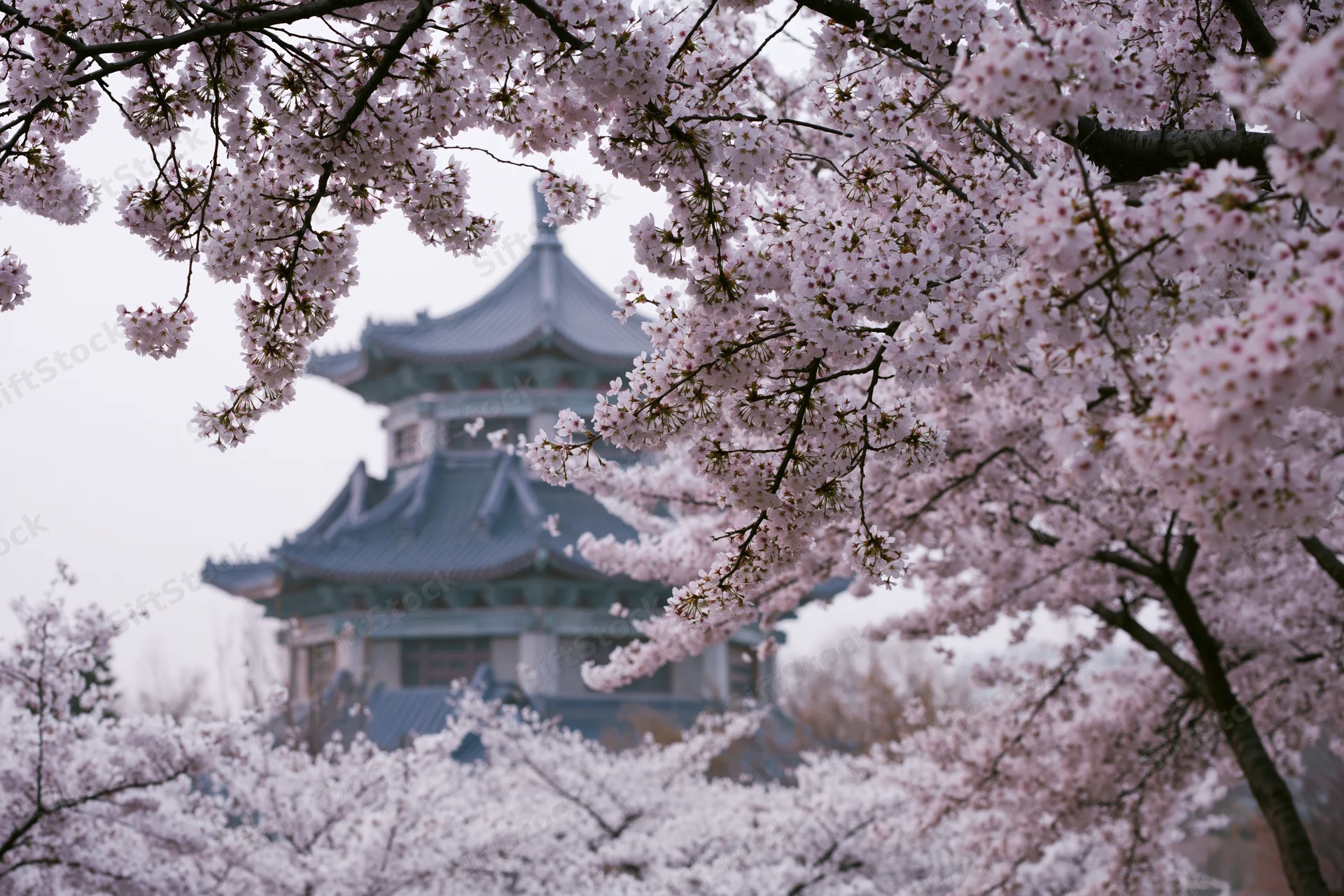Cherry blossoms framing a traditional multi-tiered pavilion in a garden