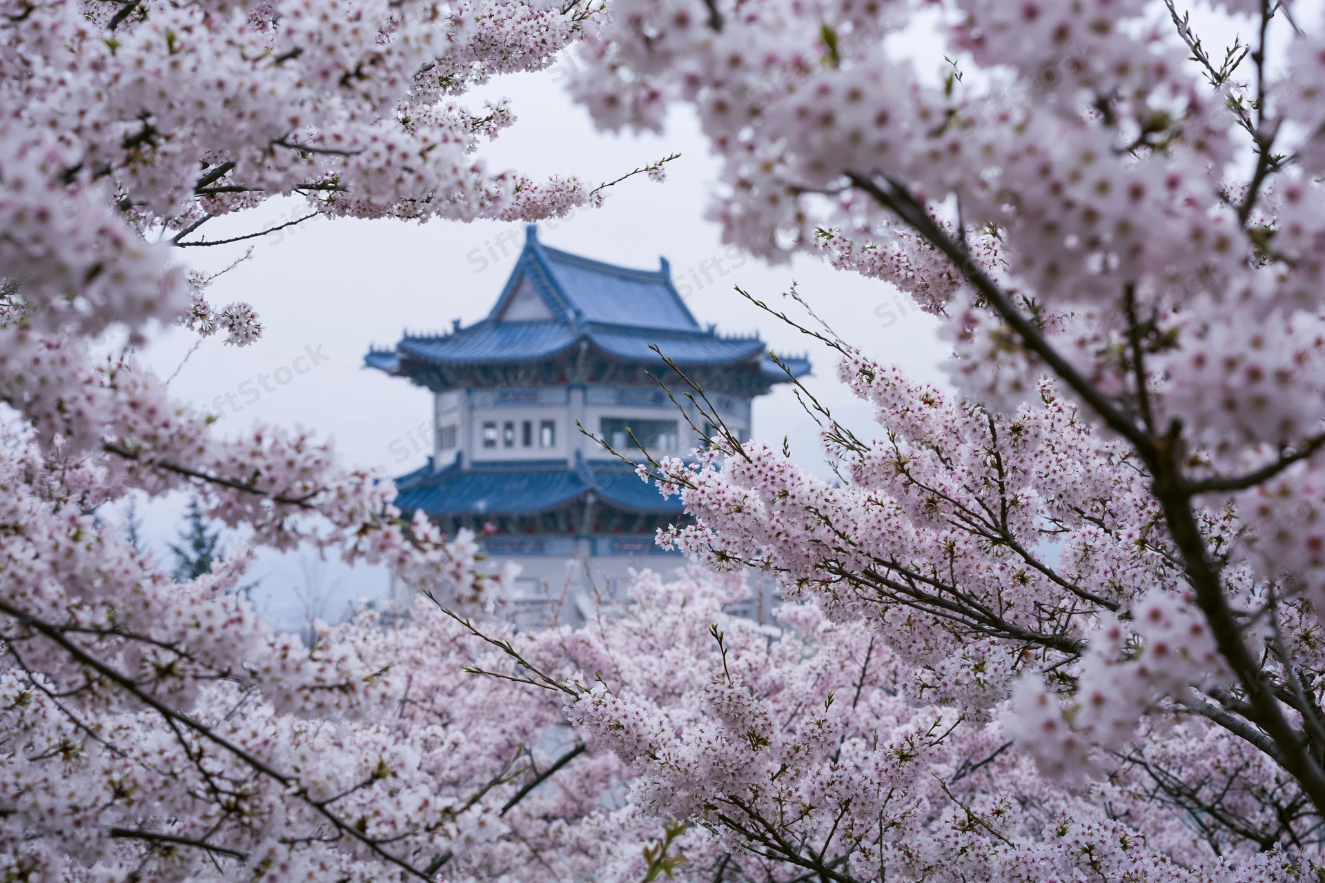 Cherry blossoms framing a traditional chinese pavilion in spring