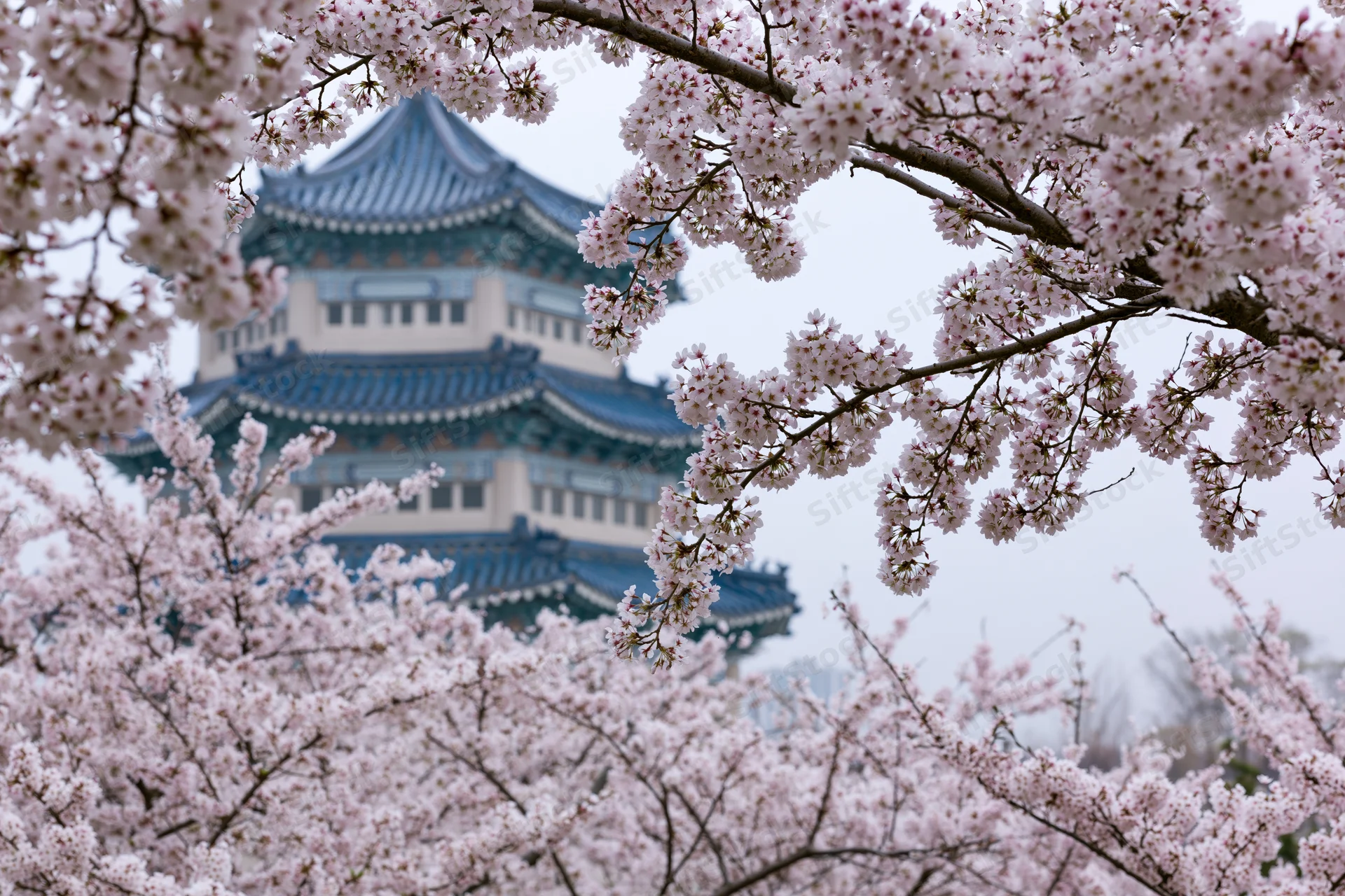 Cherry blossoms framing a traditional multi-tiered pavilion in spring