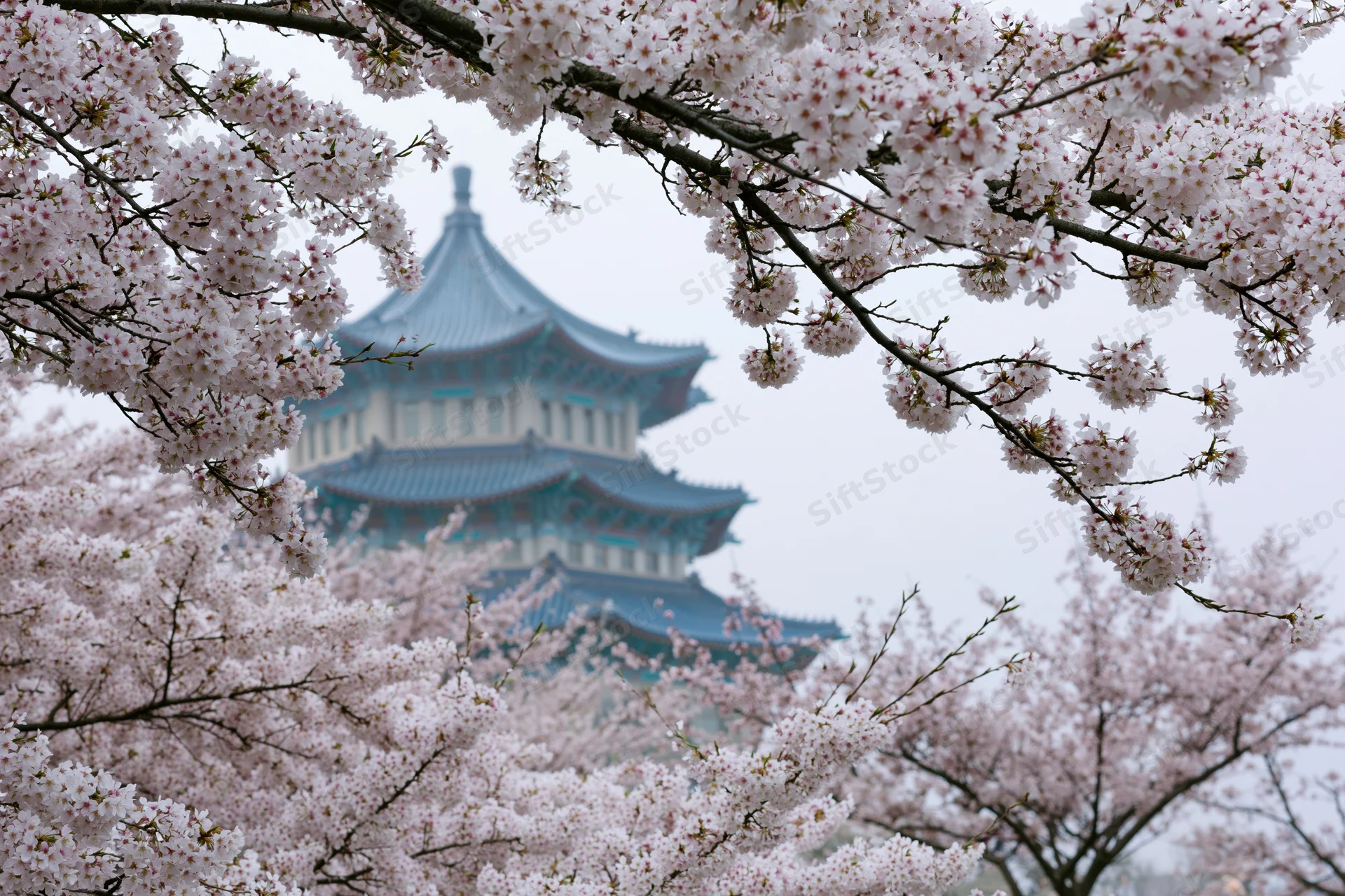 Cherry blossoms framing a traditional Chinese multi-tiered pavilion in a garden setting