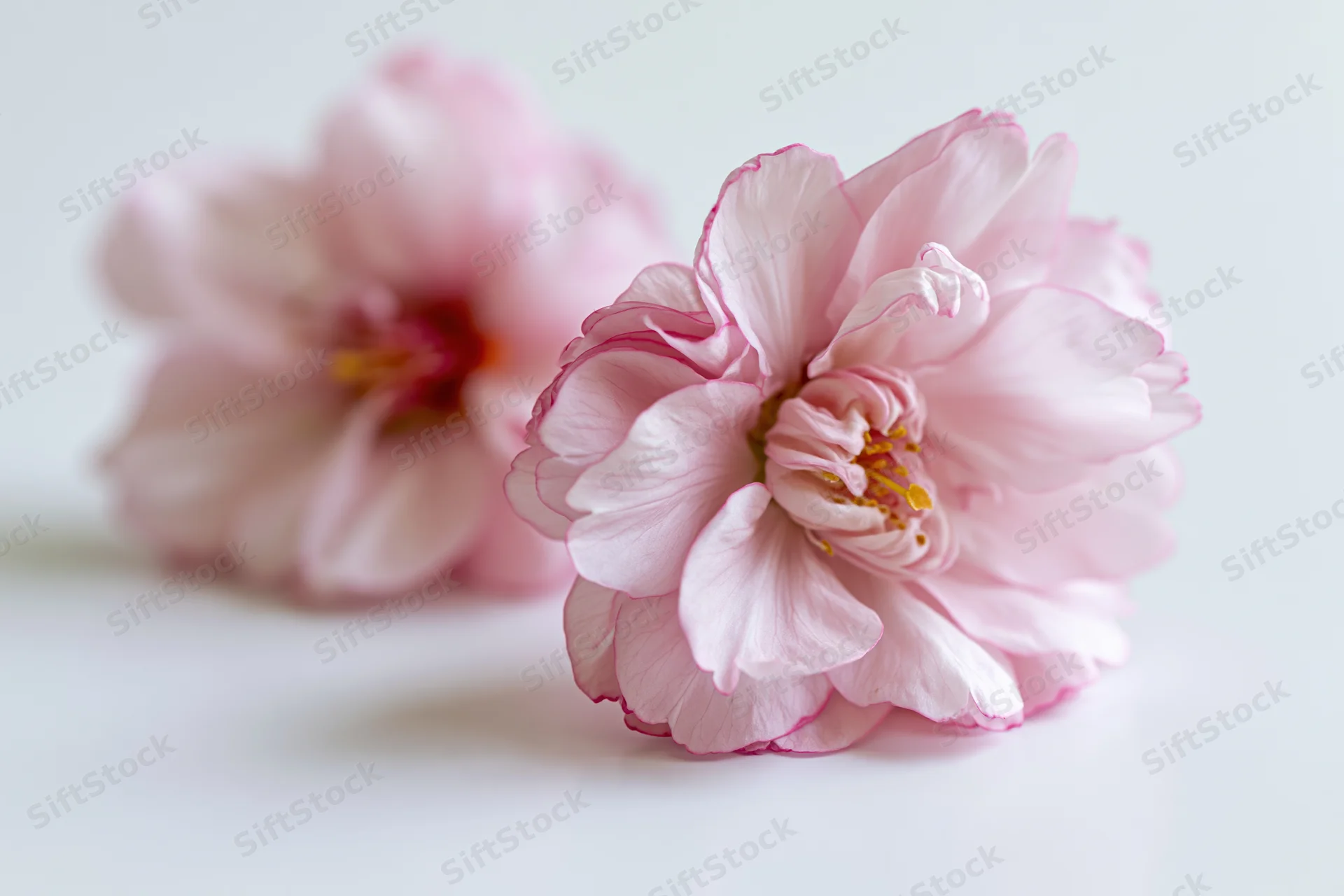 Two pink peach blossoms resting on a white surface in closeup view