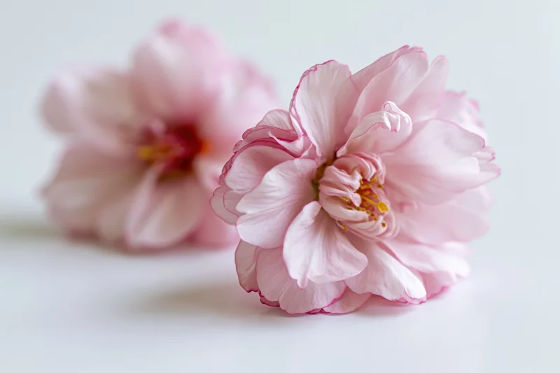 Two pink peach blossoms resting on a white surface in closeup view