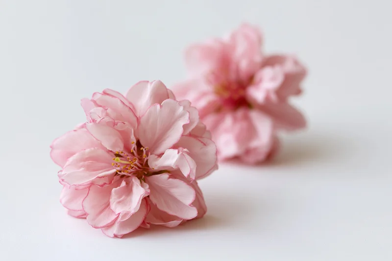 Two pink peach blossoms resting on a white surface