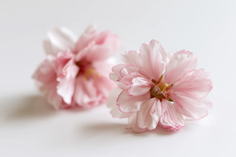 Two pink peach blossoms resting on a white surface in close-up view