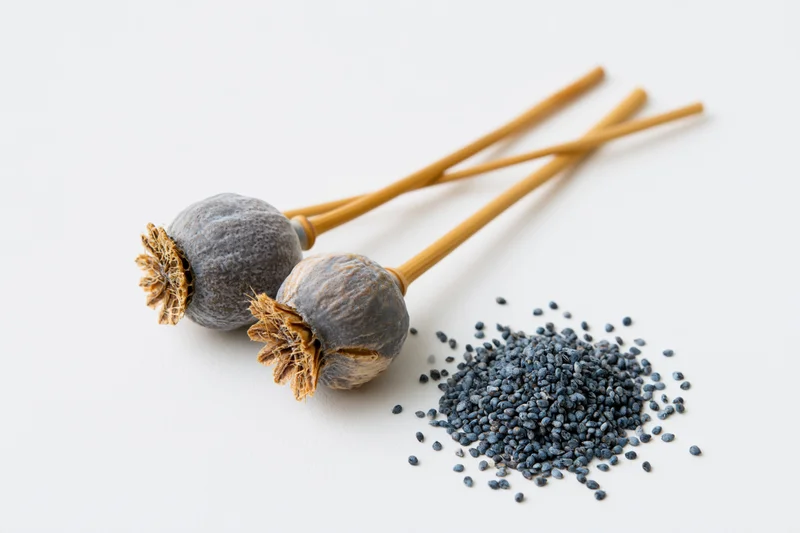 Dried poppy seed heads with stems beside a pile of seeds on white surface