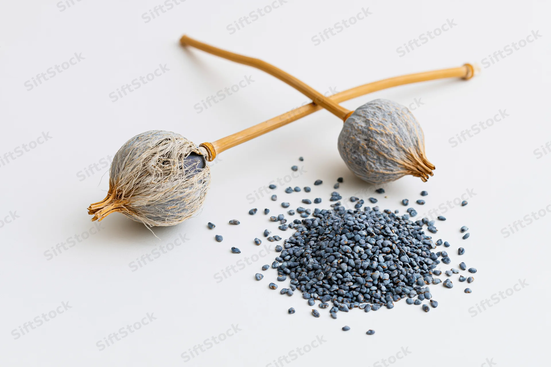 Dried poppy seed heads with stems and scattered seeds on white background