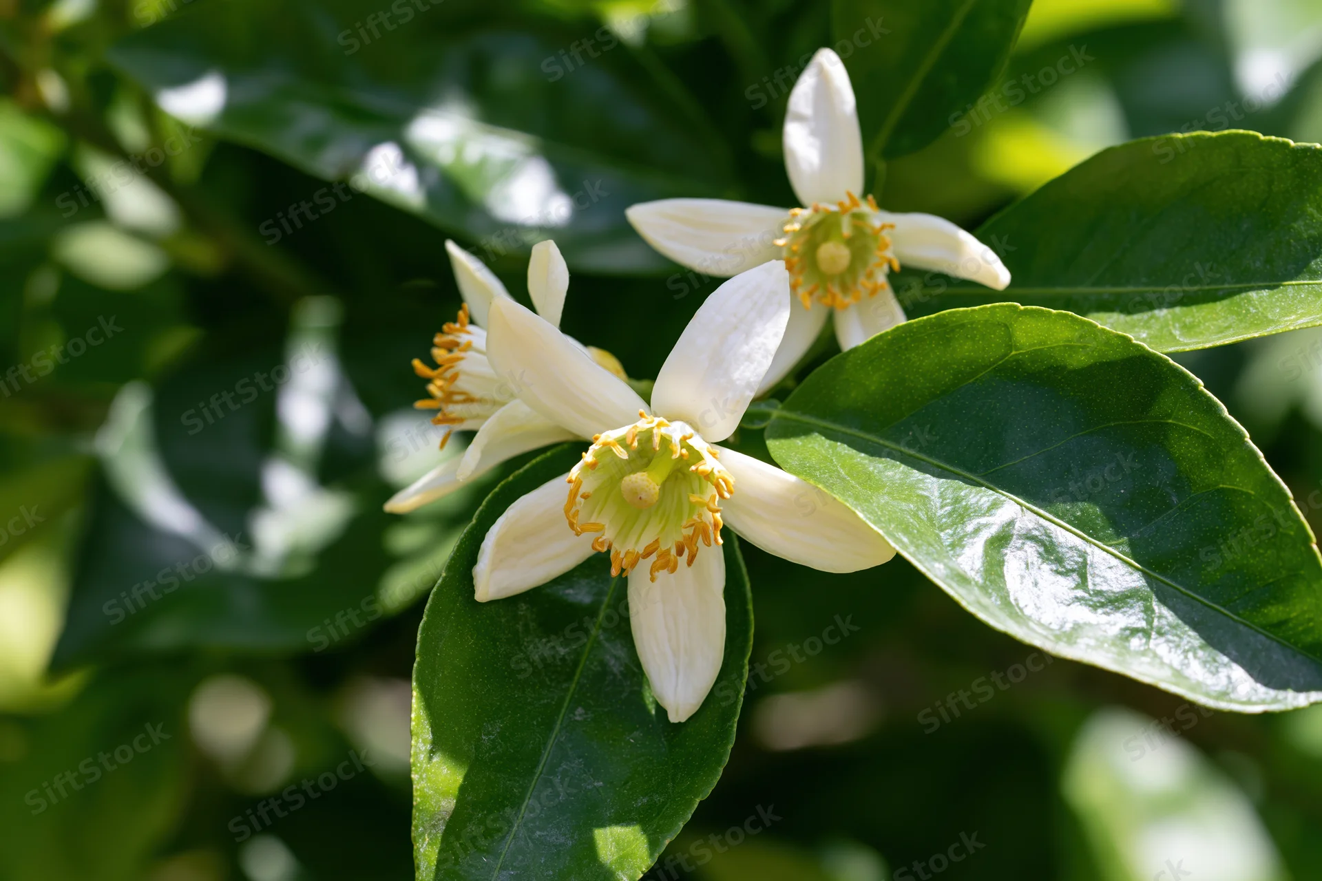 White citrus blossoms blooming among green leaves in sunlight