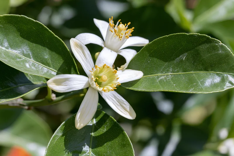 Two white citrus blossoms with yellow stamens blooming among green leaves in sunlight