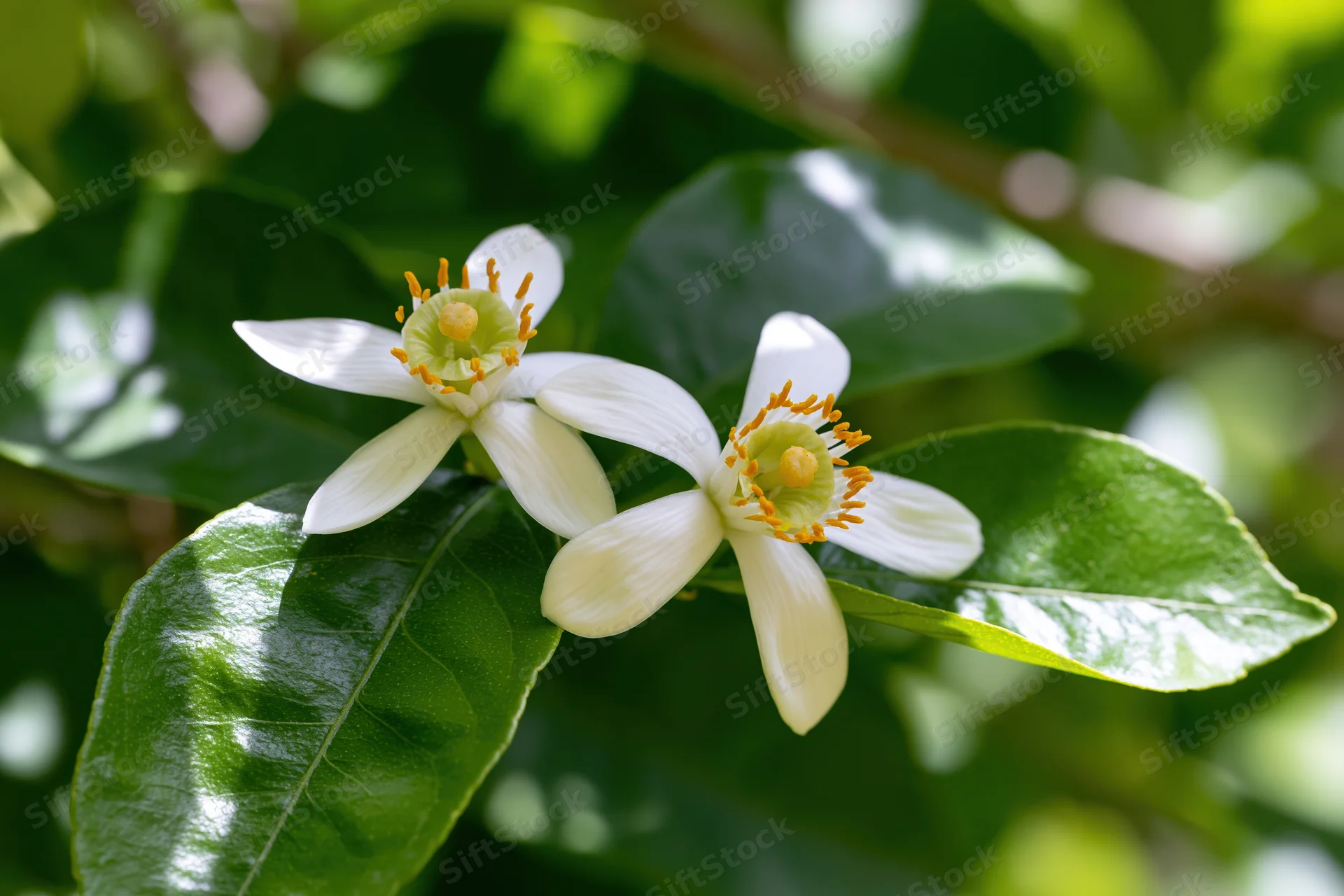 Two white citrus blossoms blooming among green leaves in a garden