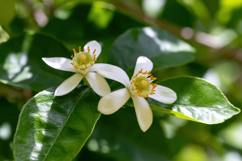 Two white citrus blossoms blooming among green leaves in a garden
