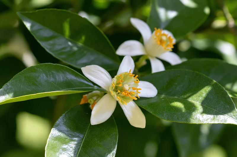 White citrus blossoms with yellow stamens blooming among green leaves in a garden