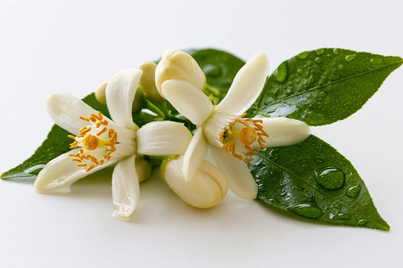 White orange blossom flowers with green leaves and water droplets on a white background
