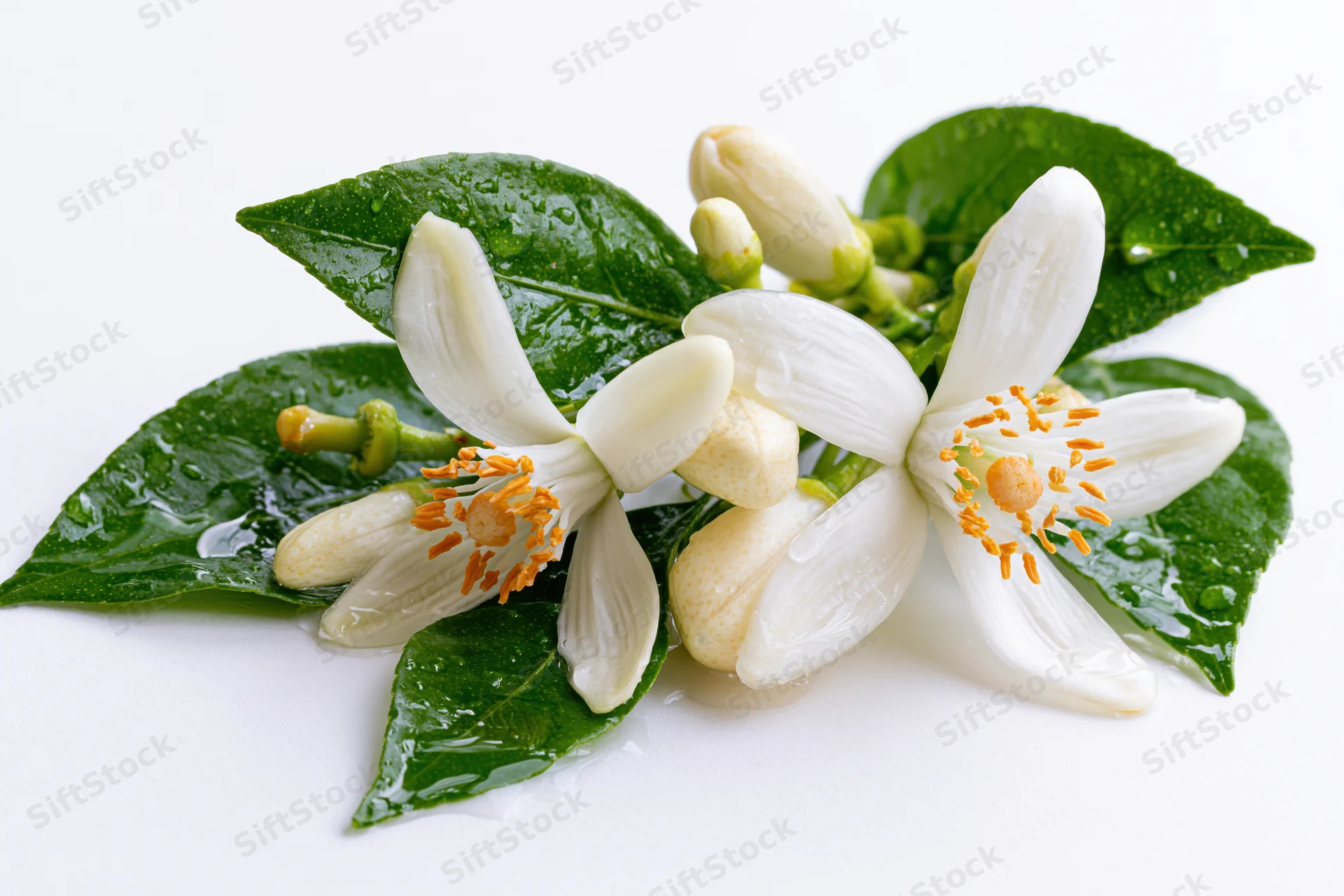 White orange blossom flowers with green leaves and golden stamens on a white background