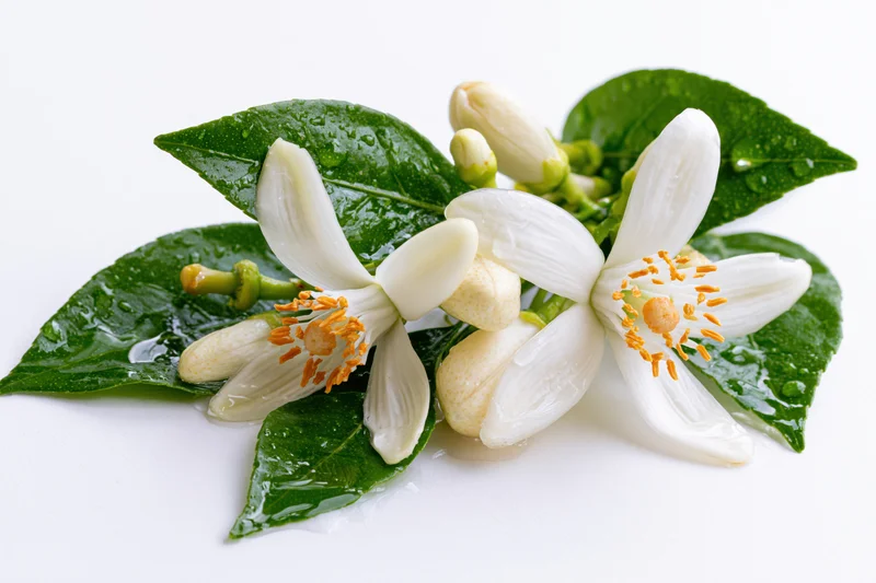 White orange blossom flowers with green leaves and golden stamens on a white background