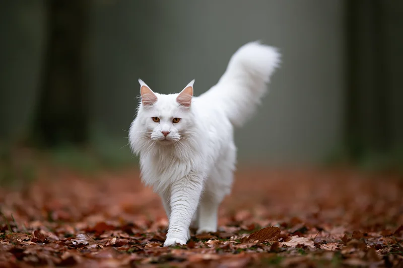 White maine coon cat walking toward camera on forest floor covered in autumn leaves