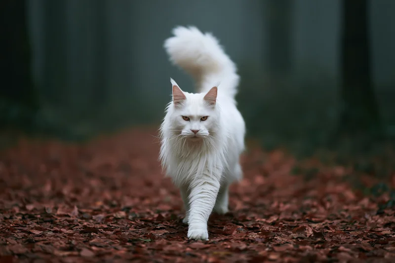 White maine coon cat walking toward camera on forest floor covered in autumn leaves
