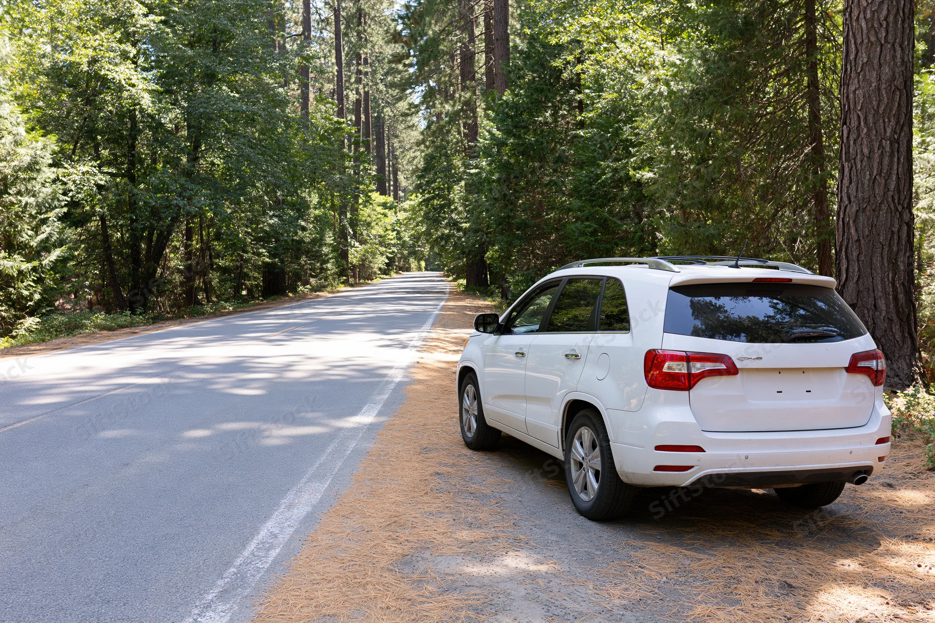 White suv parked on shoulder of forest road surrounded by tall pine trees