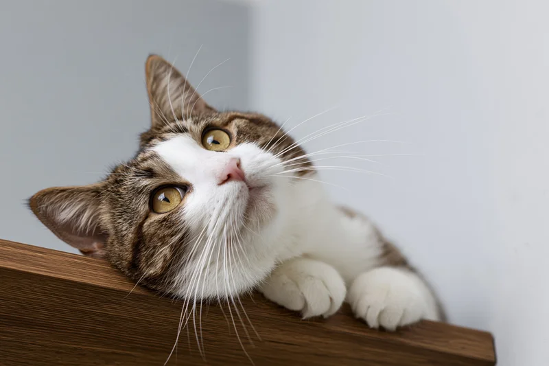 Tabby cat resting its chin and paws on a wooden shelf indoors