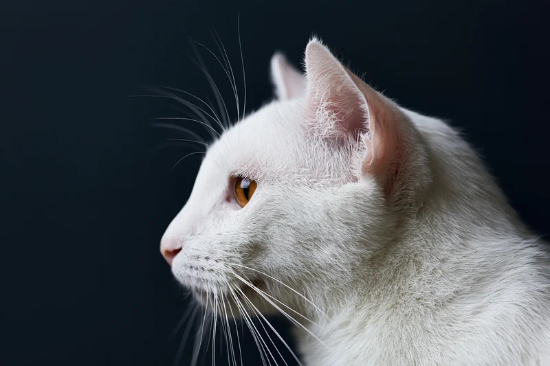 White cat in side profile looking left against dark background