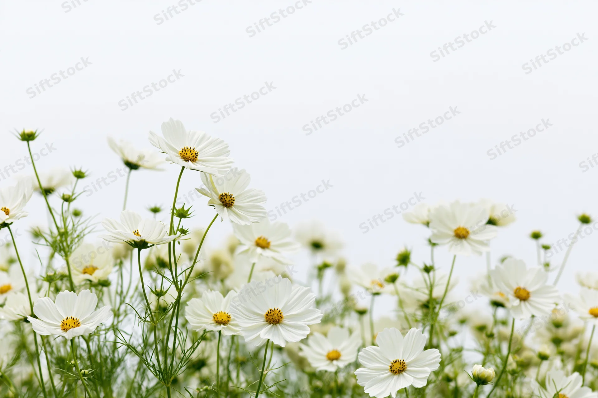 White cosmos flowers blooming in a garden field with soft sky background