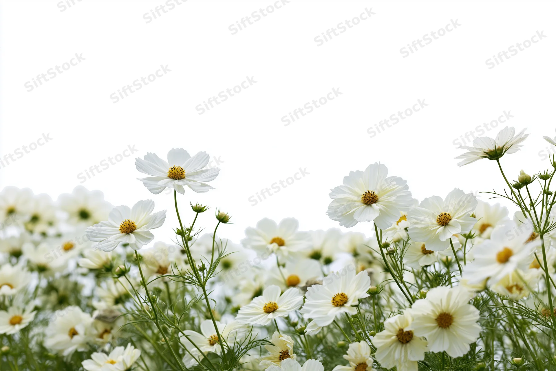 White cosmos flowers blooming in a dense garden field with green stems and yellow centers against a bright sky