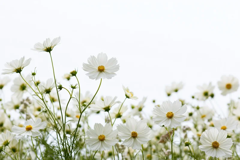 White cosmos flowers blooming in a garden field with green stems and yellow centers