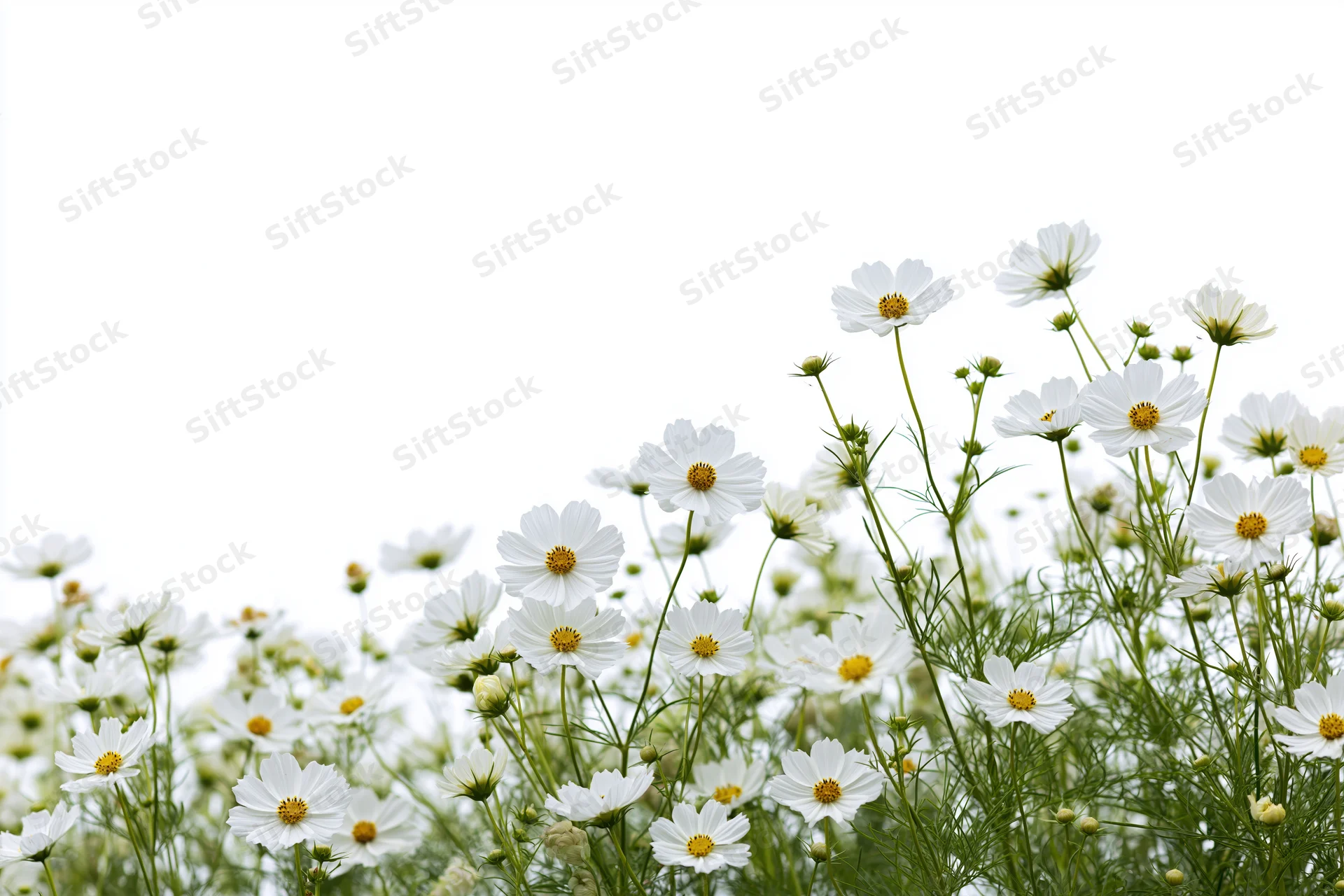White cosmos flowers blooming in a garden field with green stems and yellow centers against a bright sky