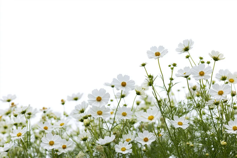 White cosmos flowers with yellow centers growing in a mass