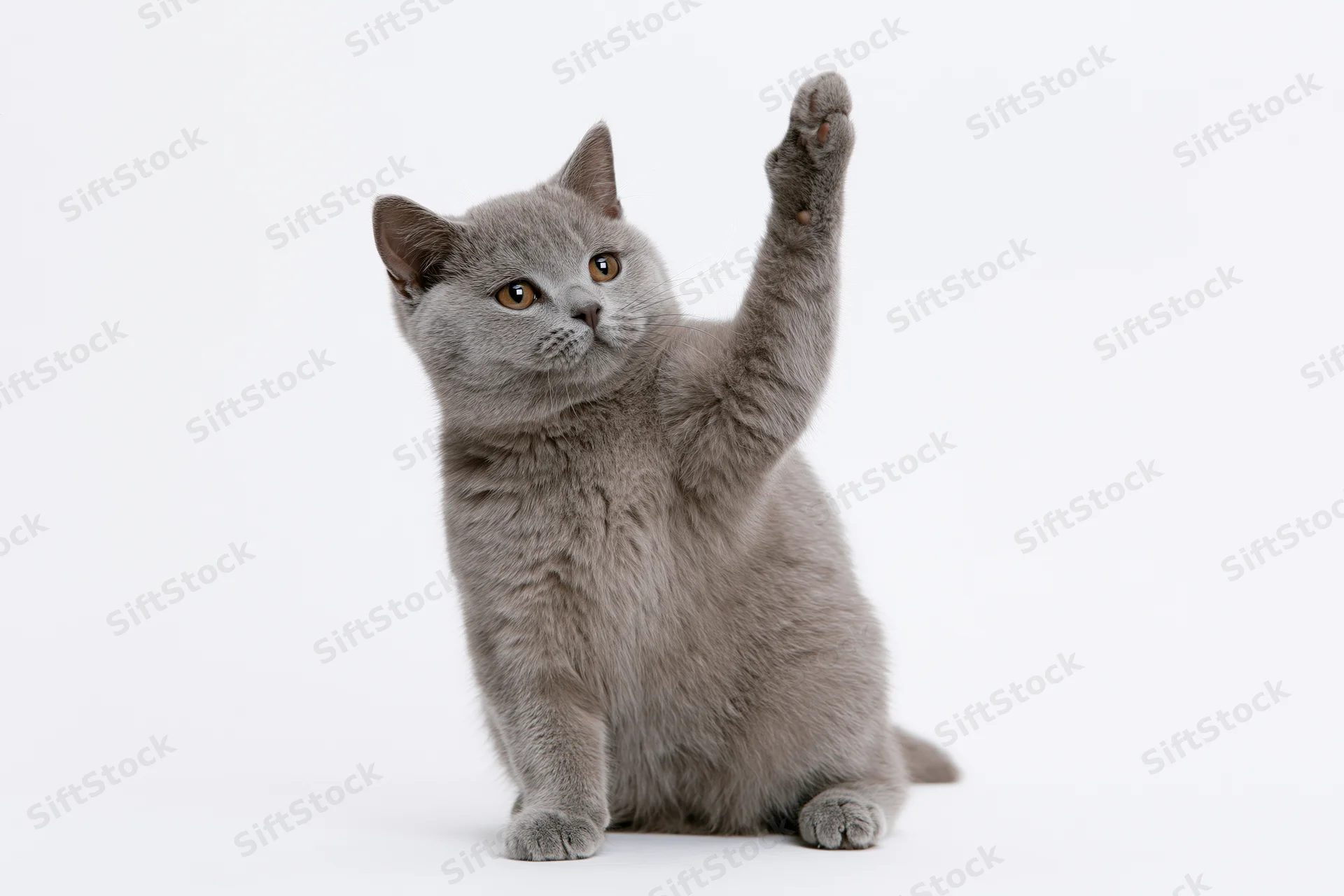 Gray british shorthair kitten sitting upright with one front paw raised against white background
