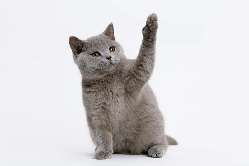 Gray british shorthair kitten sitting upright with one front paw raised against white background