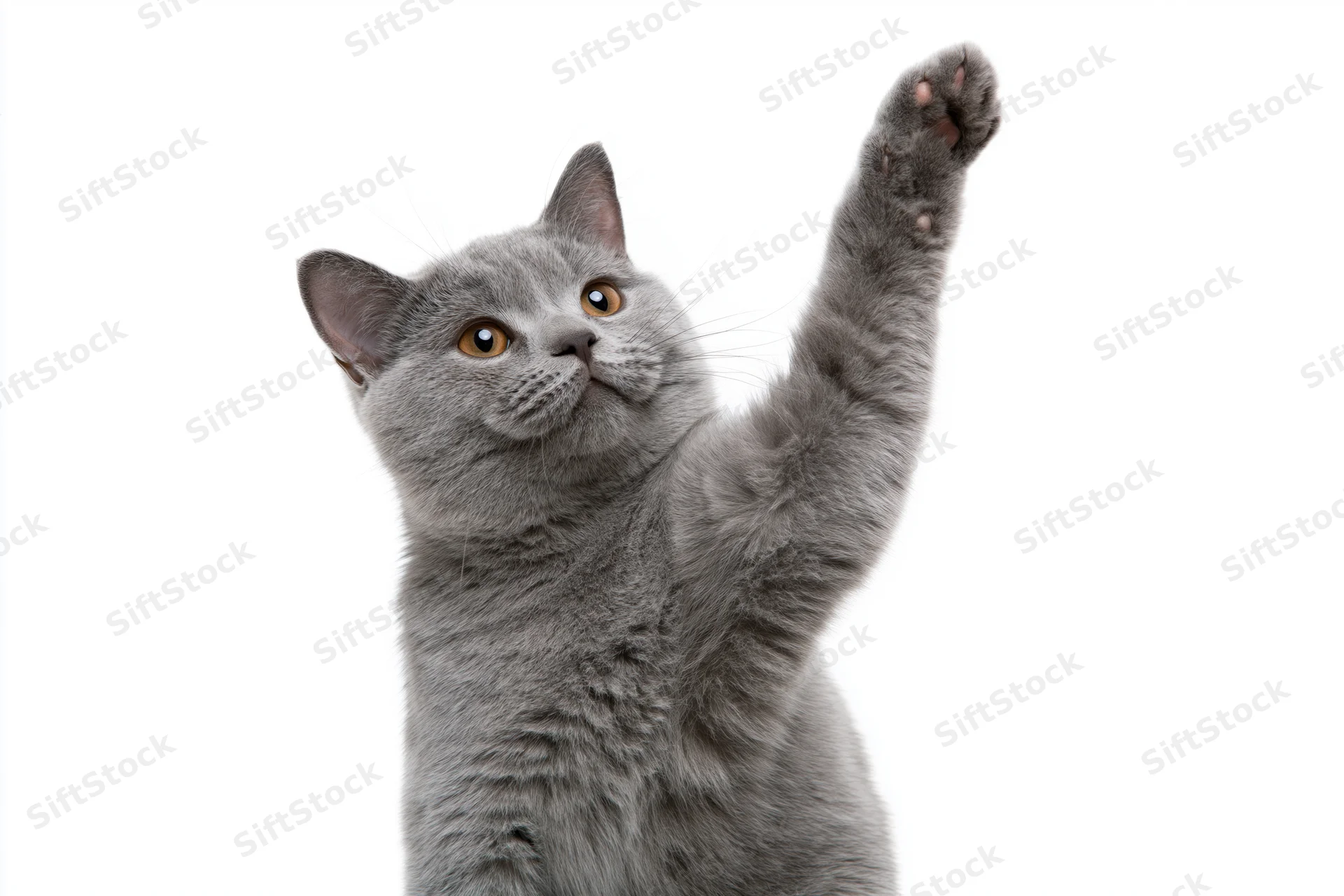 Gray british shorthair cat raising front paw while looking up against white background
