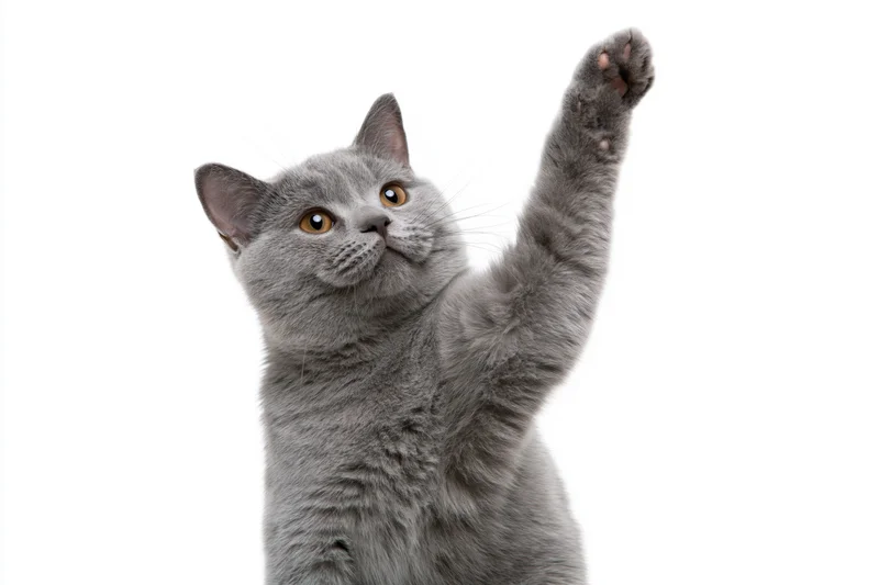 Gray british shorthair cat raising front paw while looking up against white background