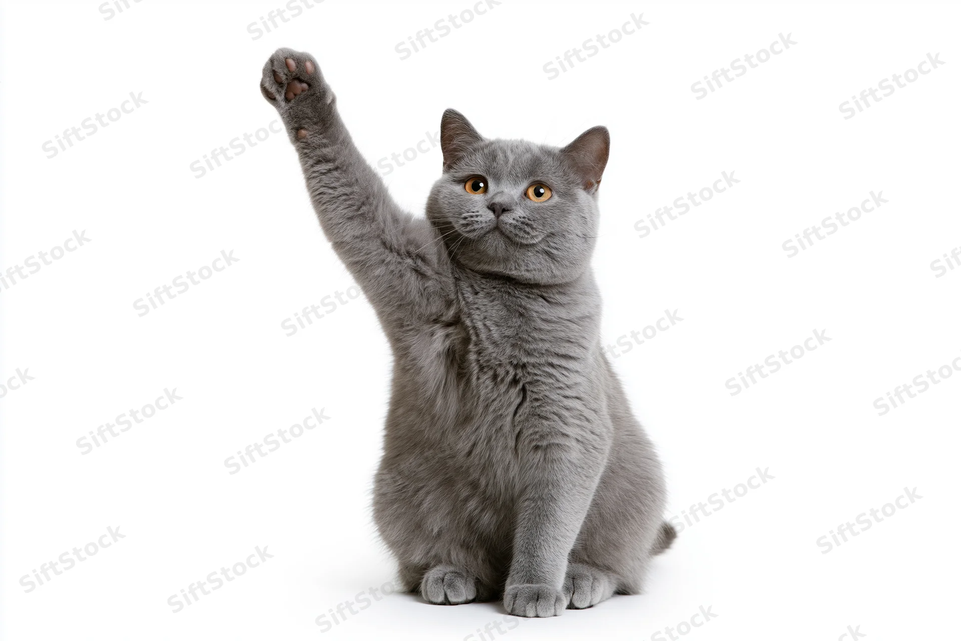 Gray british shorthair cat sitting upright with one front paw raised against white background