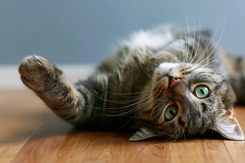 Young grey tabby cat lying on its back on wooden floor looking up