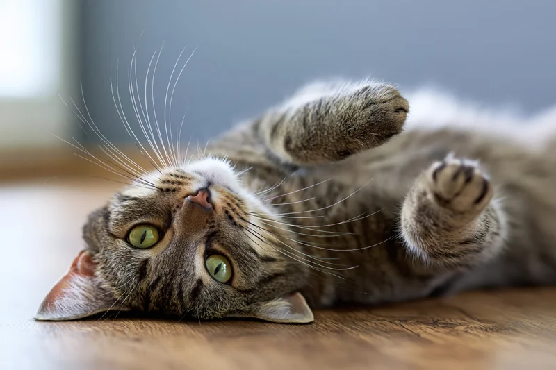 Young grey tabby cat lying on its back on a wooden floor