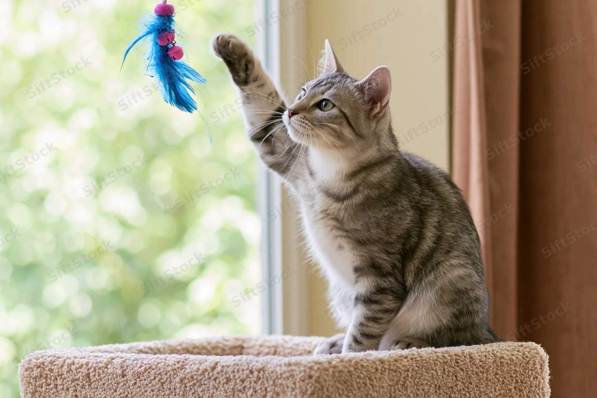 Silver tabby kitten reaching with paw for feather toy while perched on beige carpet-covered cat tree near window