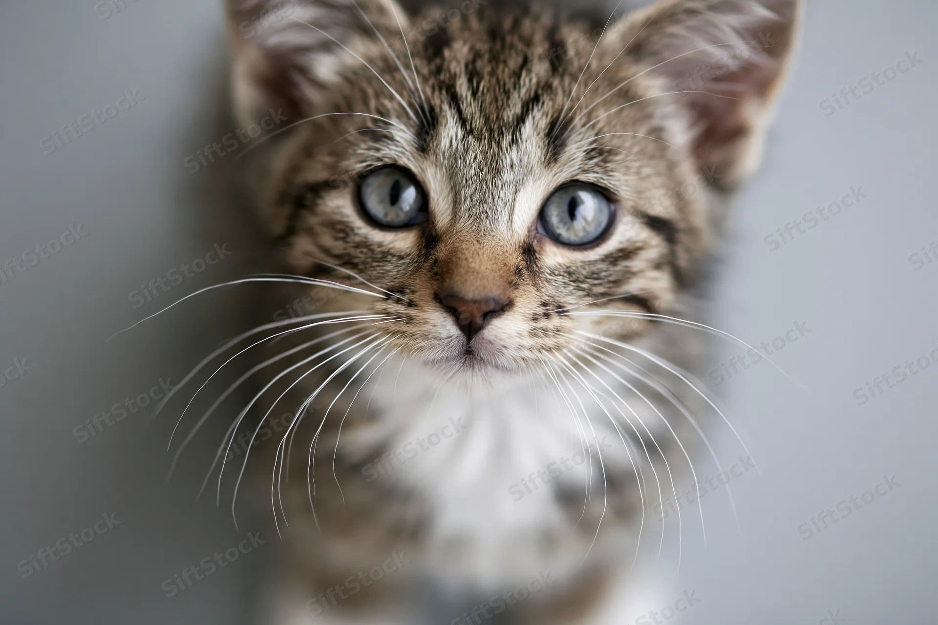 Young tabby kitten looking upward at camera with blue eyes and white whiskers against gray background