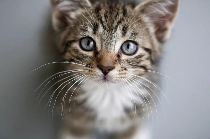 Young tabby kitten looking upward at camera with blue eyes and white whiskers against gray background