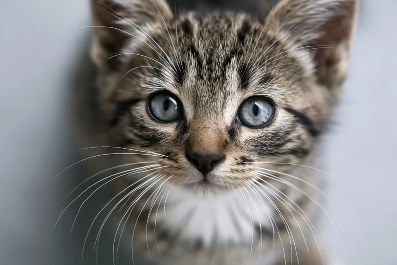 Young tabby kitten looking upward at camera with blue eyes and white whiskers