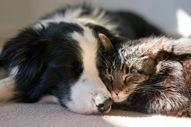 Black and white border collie sleeping with head resting against a tabby cat on carpet