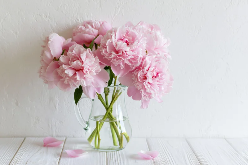 Pink peonies in full bloom arranged in a clear glass vase on a white wooden table