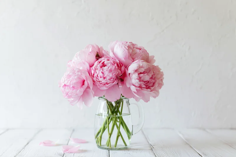 Pink peonies in full bloom arranged in a clear glass vase on a white wooden table