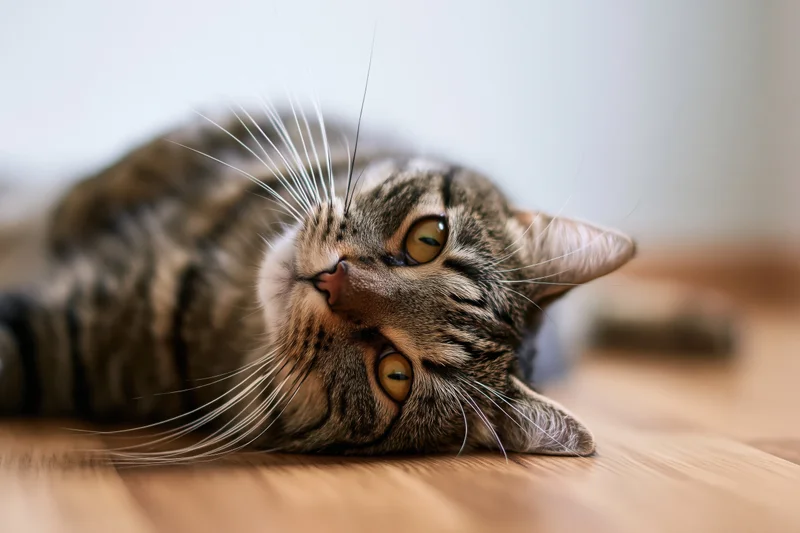 Tabby cat lying on wooden floor with head tilted upward, eyes open and alert