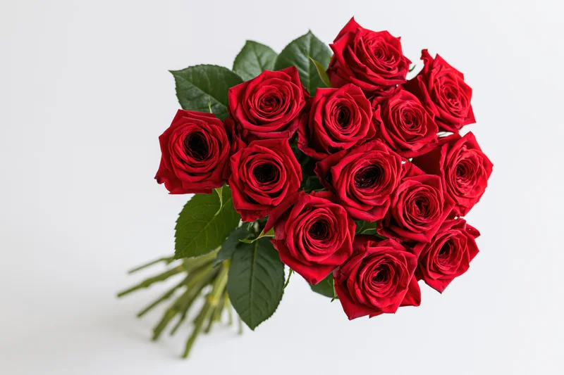 A dozen red roses bundled in a loose bouquet with green stems and leaves on a white background