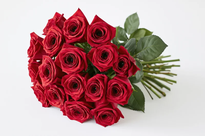 A dozen red roses bundled in a loose bouquet with green stems and leaves on a white background