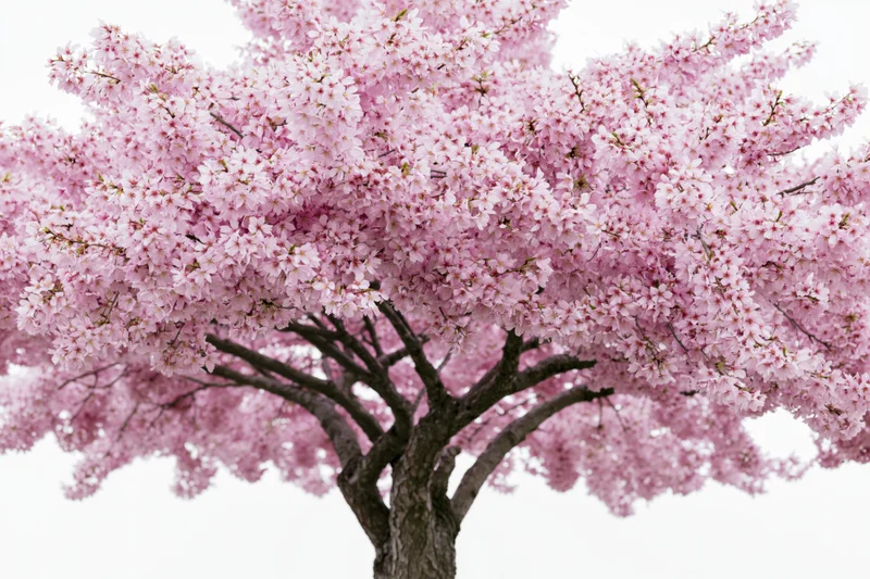 Cherry blossom tree in full bloom with dense pink canopy against white background